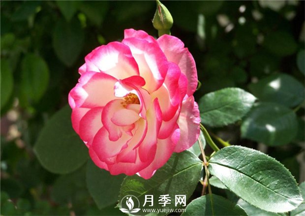 盆栽的月季花，什么情況下需要重剪？(圖1)