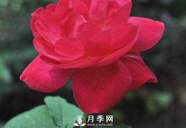 自己動(dòng)手學(xué)月季花剪枝，一步一步修，新手也能做得好(圖3)