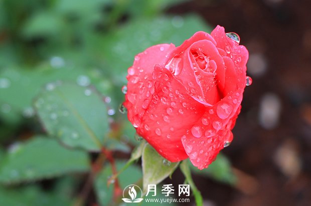 月季是比較喜肥的，充足養分才能促進(jìn)月季生長(cháng)(圖1)