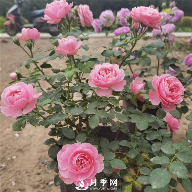 如何讓花開(kāi)不斷？澆水修剪不可少，綜合化管理(圖1)