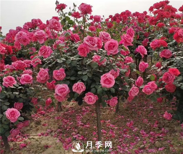 月季一般用什么樣的花盆種植比較好？(圖1)