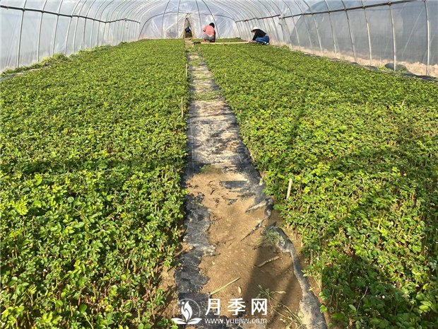 月季修剪，可分為休眠期修剪、花后修剪、生長(cháng)期修剪(圖1)