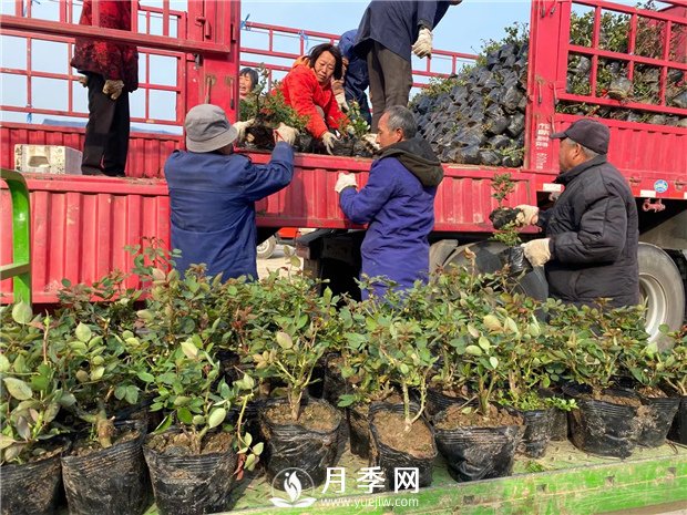 月季種上沒(méi)開(kāi)花，卻一直黃葉，這是怎么回事呢？(圖1)