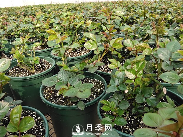 月季上盆的時(shí)候，有3個(gè)偷懶的小辦法(圖1)