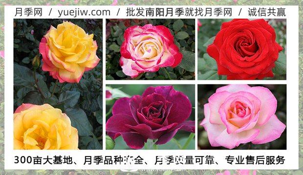 月季在什么溫度下可以施肥？月季一年四季都可以施肥(圖1)