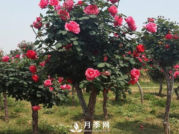 被凍傷的月季葉子要擼光嗎？(圖1)