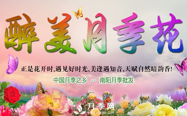 月季長(cháng)得好不好，做好澆水施肥扦插這三個(gè)竅門(mén)(圖1)