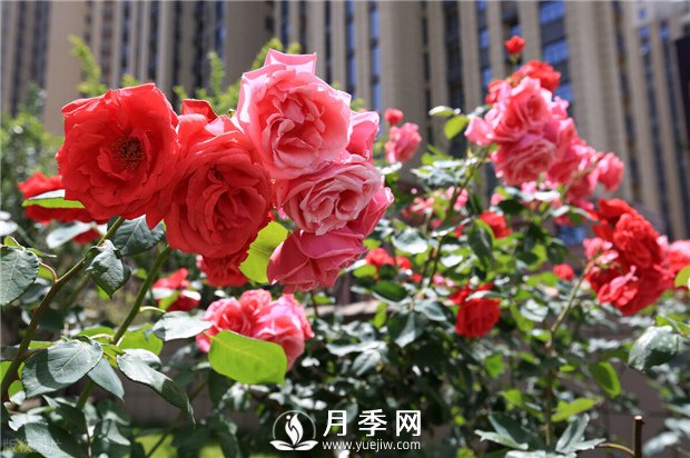 冬季月季花可以施肥嗎？(圖1)