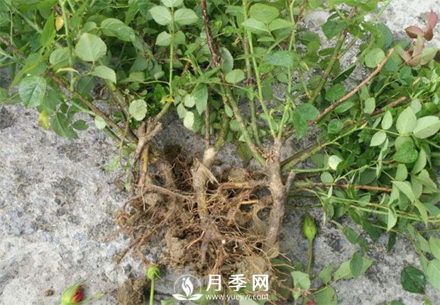 南陽(yáng)月季苗特點(diǎn)、種類(lèi)、用途(圖1)