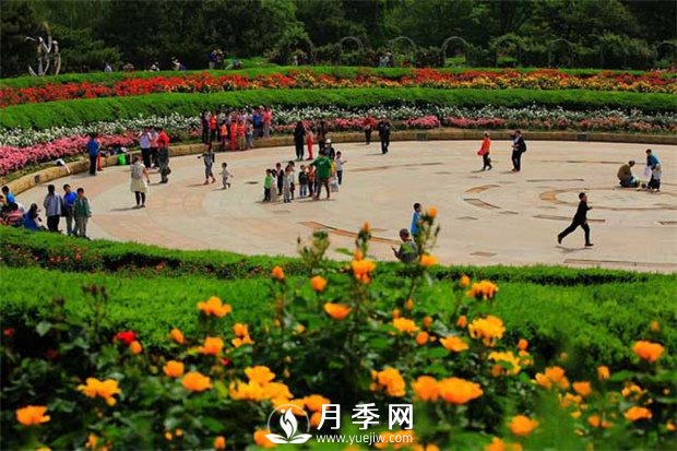 沒(méi)有了月季花，再怎么美麗的城市，都只是一座空城(圖1)