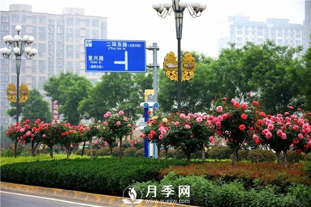 沒(méi)有了月季花，再怎么美麗的城市，都只是一座空城(圖2)