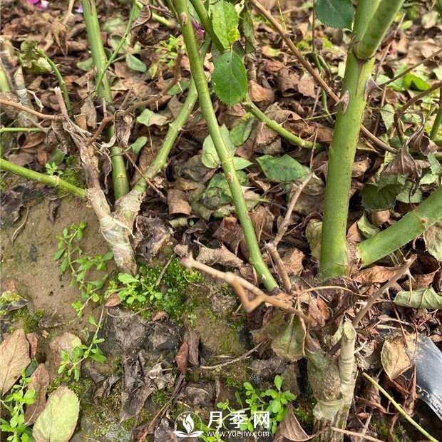 關(guān)于月季的嫁接你不來(lái)看看嗎(圖1)