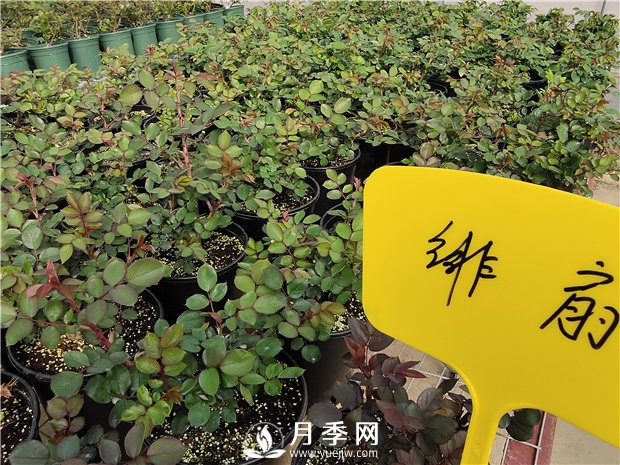 初春花卉“施肥”時(shí)機正好，要注意幾點(diǎn)(圖1)