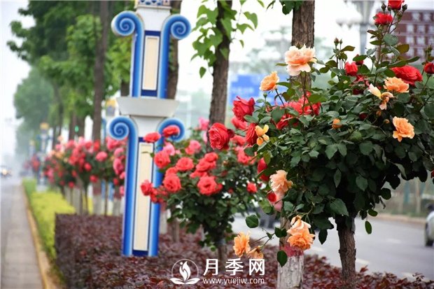 2021年城市園林綠化工程中月季的優(yōu)勢和品類(lèi)分析(圖1)