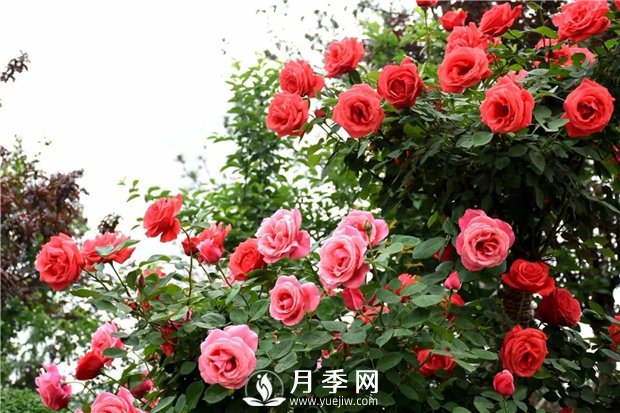 花卉的品種不同，對肥料的要求也不同(圖1)