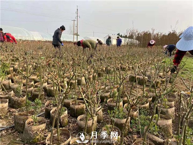養護苗木 立秋過(guò)后 你要這樣做(圖1)