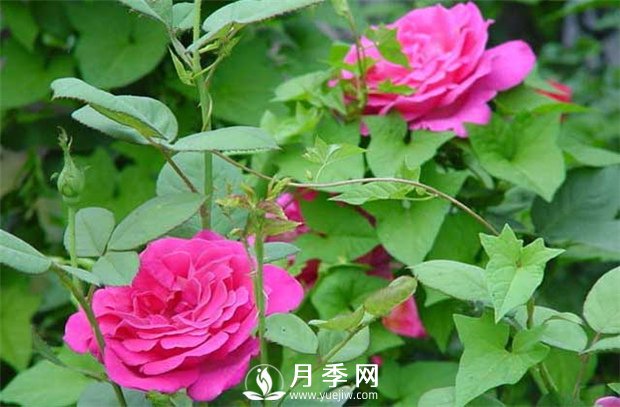 月季養護其他注意點(diǎn) 養花必看(圖1)