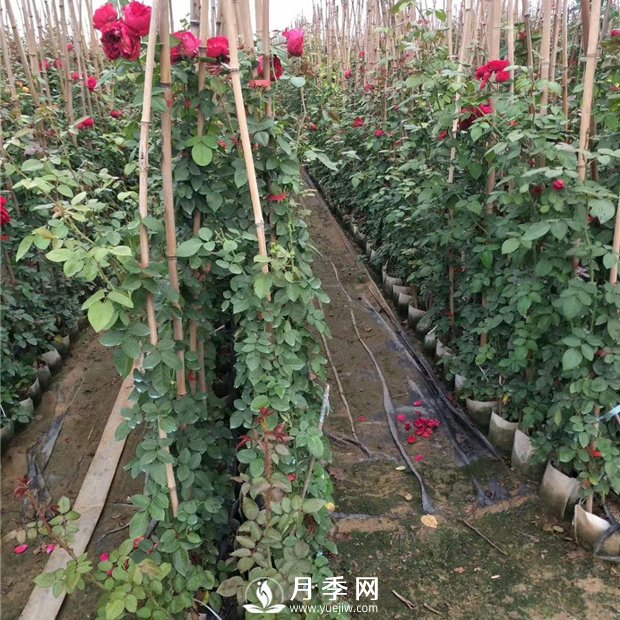 竹竿養月季，而且是藤本月季專(zhuān)用，里看看(圖1)