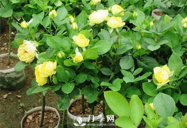 重剪何時(shí)進(jìn)行呢？(圖1)