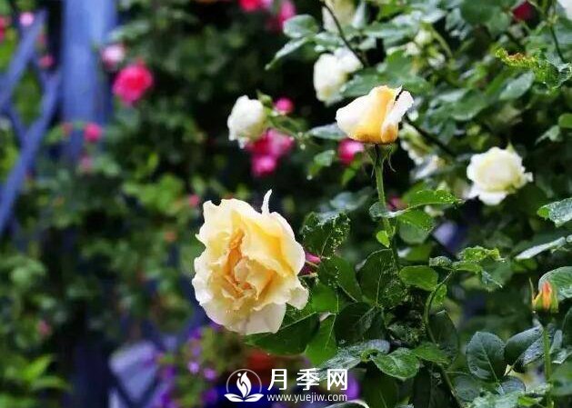 有人問(wèn)，為什么自己的玫瑰花越開(kāi)越??？(圖1)