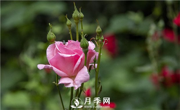 花卉安全過(guò)冬的秘訣，給花卉喂點(diǎn)這些藥片就好了(圖1)
