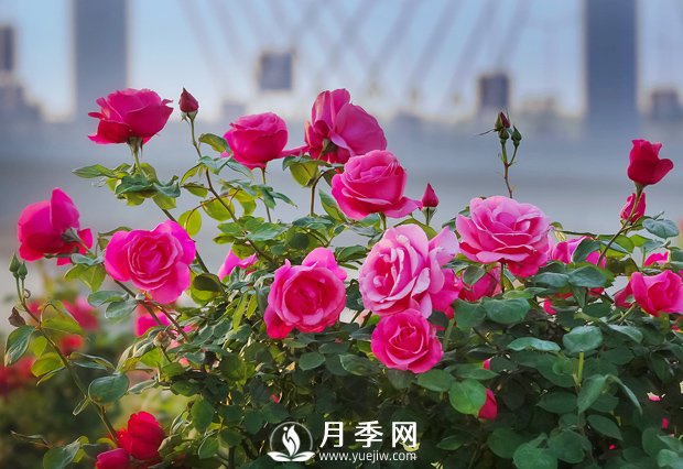 月季，竟有這般豐富的綠化應用造景(圖1)