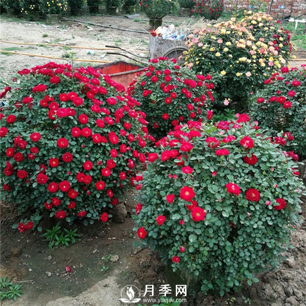 月季，竟有這般豐富的綠化應用造景(圖4)