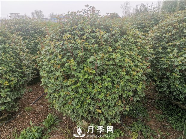 春天來(lái)了，采購造型月季花球的好時(shí)機(圖3)