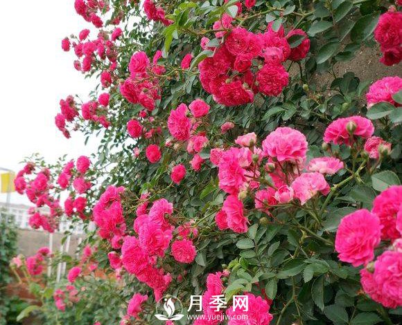 艷壓群芳的開(kāi)花爬藤月季機器 花開(kāi)擠到爆(圖1)