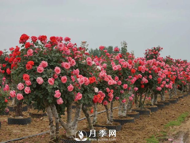 一般月季是在幾月開(kāi)花？月月紅咋來(lái)的？(圖1)