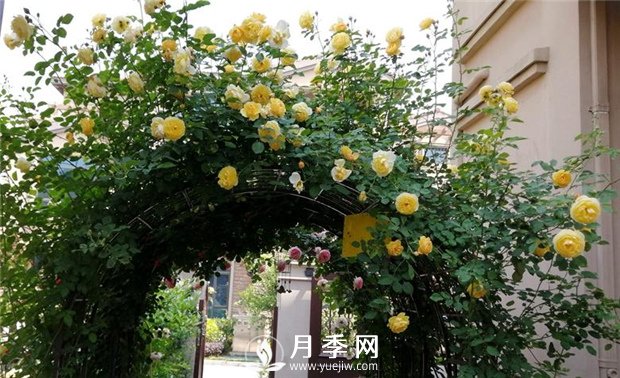 這種月季苗 買(mǎi)回家就可以直接做月季花墻(圖1)
