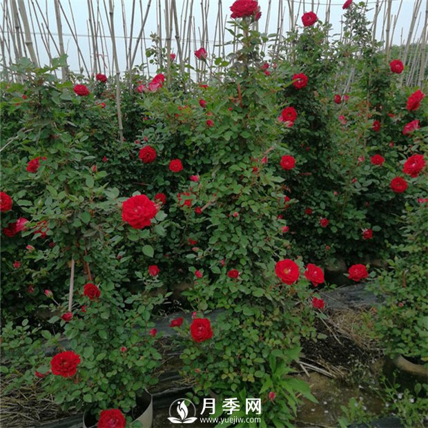 這種月季苗 買(mǎi)回家就可以直接做月季花墻(圖2)