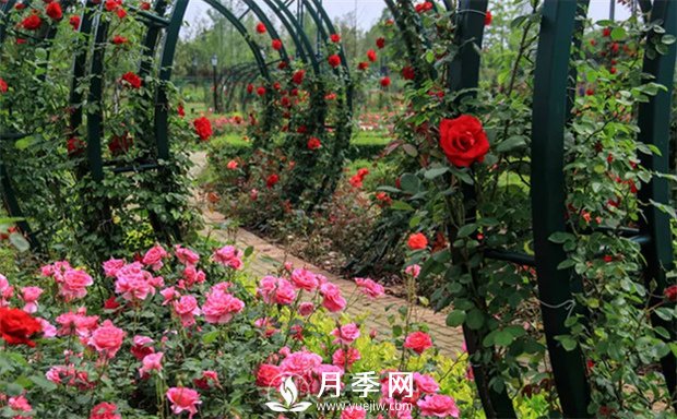 這種月季苗 買(mǎi)回家就可以直接做月季花墻(圖3)