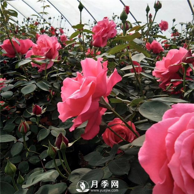 花卉如何安全度過(guò)炎熱的夏天(圖1)