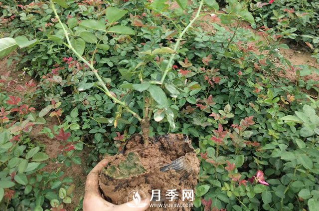 這些盆栽月季花苗都搶瘋了 買(mǎi)營(yíng)養缽月季要快(圖1)