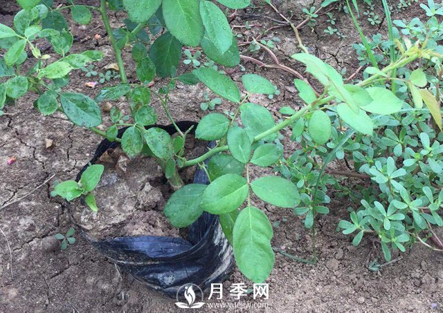 這些盆栽月季花苗都搶瘋了 買(mǎi)營(yíng)養缽月季要快(圖3)