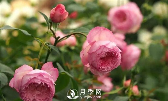 月季花這么受歡迎，看看她的優(yōu)勢在哪里！(圖1)