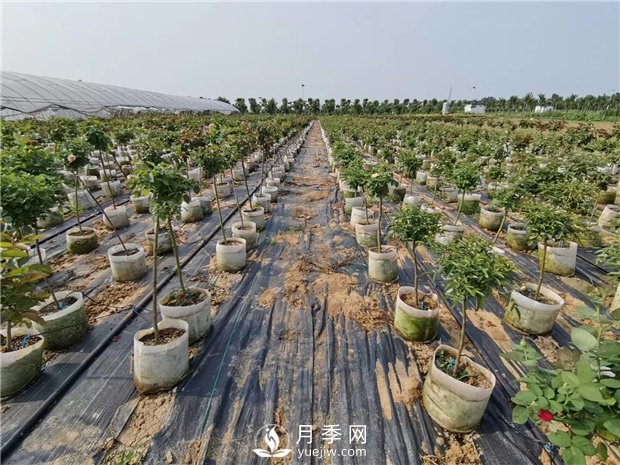 春天是苗木種植的好季節(圖1)