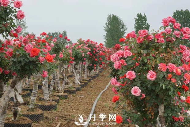 如何養護家中的苔蘚微景觀(guān)(圖1)