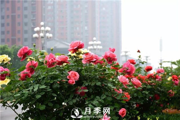 樹(shù)狀月季、豐花一、地被月季：園路景觀(guān)“多變手”(圖1)