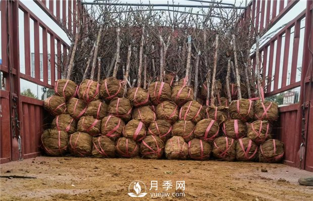 月季裸根苗，小高桿月季和3公分月季樹(shù)發(fā)往陜西(圖3)