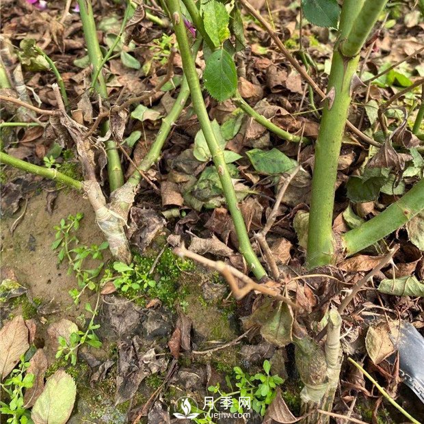 南陽(yáng)裸根月季苗的整地與種植(圖1)