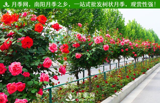 月季網(wǎng)為月季花農拓銷(xiāo)路 園區為客戶(hù)種好月季(圖1)
