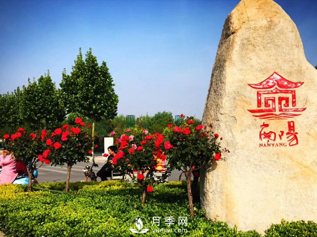香飄神州，南陽(yáng)月季努力實(shí)現月季產(chǎn)業(yè)轉型升級(圖1)