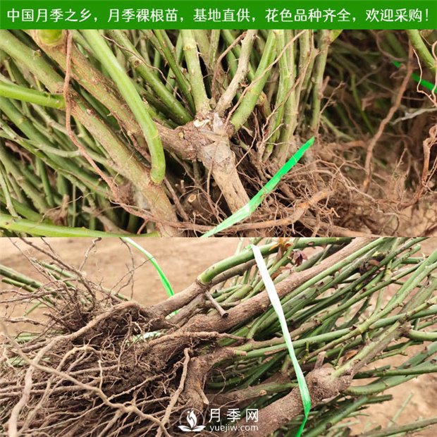 3萬(wàn)棵品種月季裸根苗發(fā)往山東(圖2)