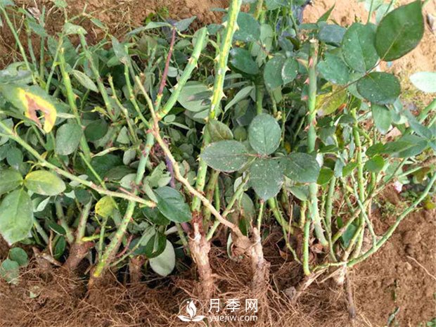 3萬(wàn)棵品種月季裸根苗發(fā)往山東(圖1)