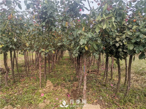 月季網(wǎng)為山西綠化工程供應樹(shù)狀月季(圖3)