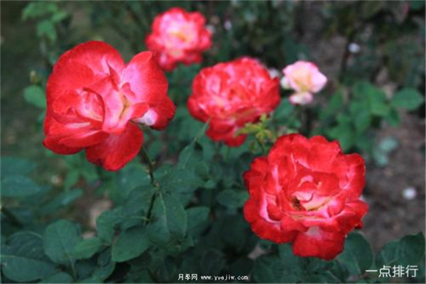 據說(shuō)這是世界十大***美月季品種，你喜歡哪種？(圖1)
