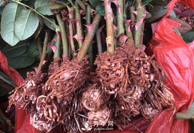 月季種植養護四大要點(diǎn)，讓你的月季花開(kāi)滿(mǎn)盆！(圖1)