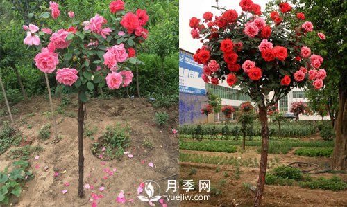 月季花遇到病害包含的病況？如何解決呢(圖1)